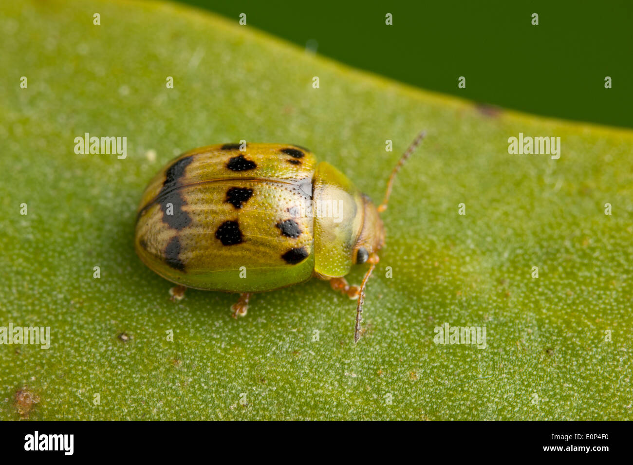Green and gold beetle hires stock photography and images Alamy