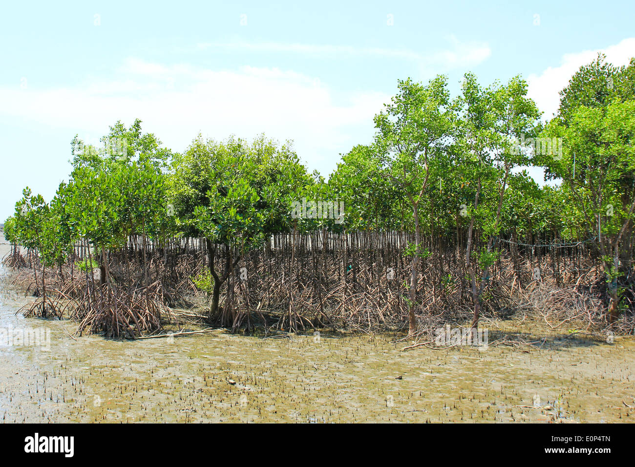 Mangrove plant in sea shore Stock Photo