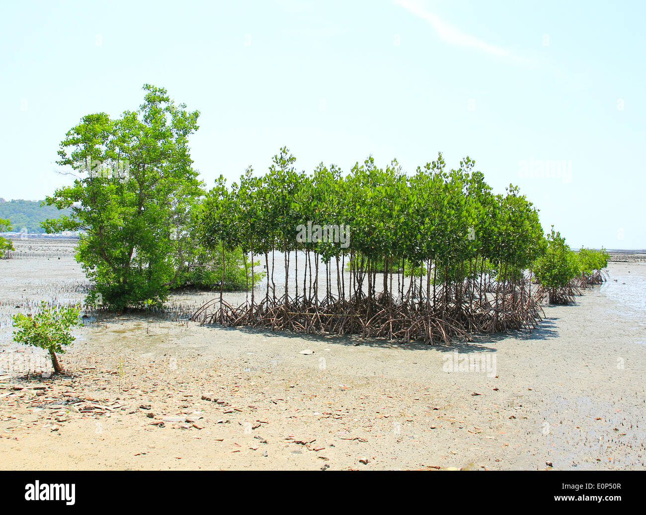 Mangrove plant in sea shore Stock Photo Alamy