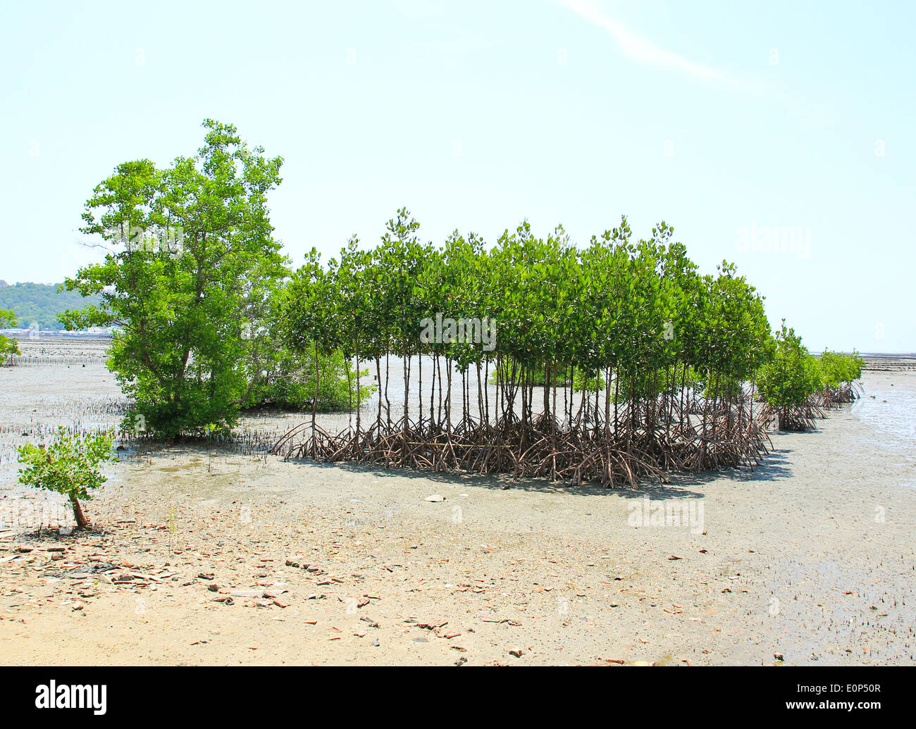 Mangrove plant in sea shore Stock Photo
