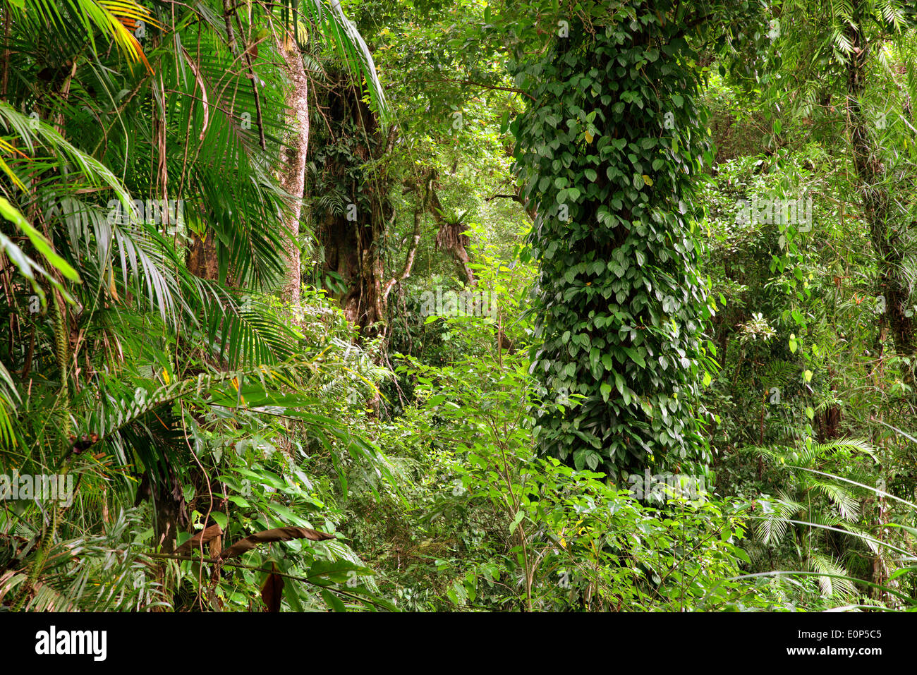 Rainforest vines ferns hi-res stock photography and images - Alamy
