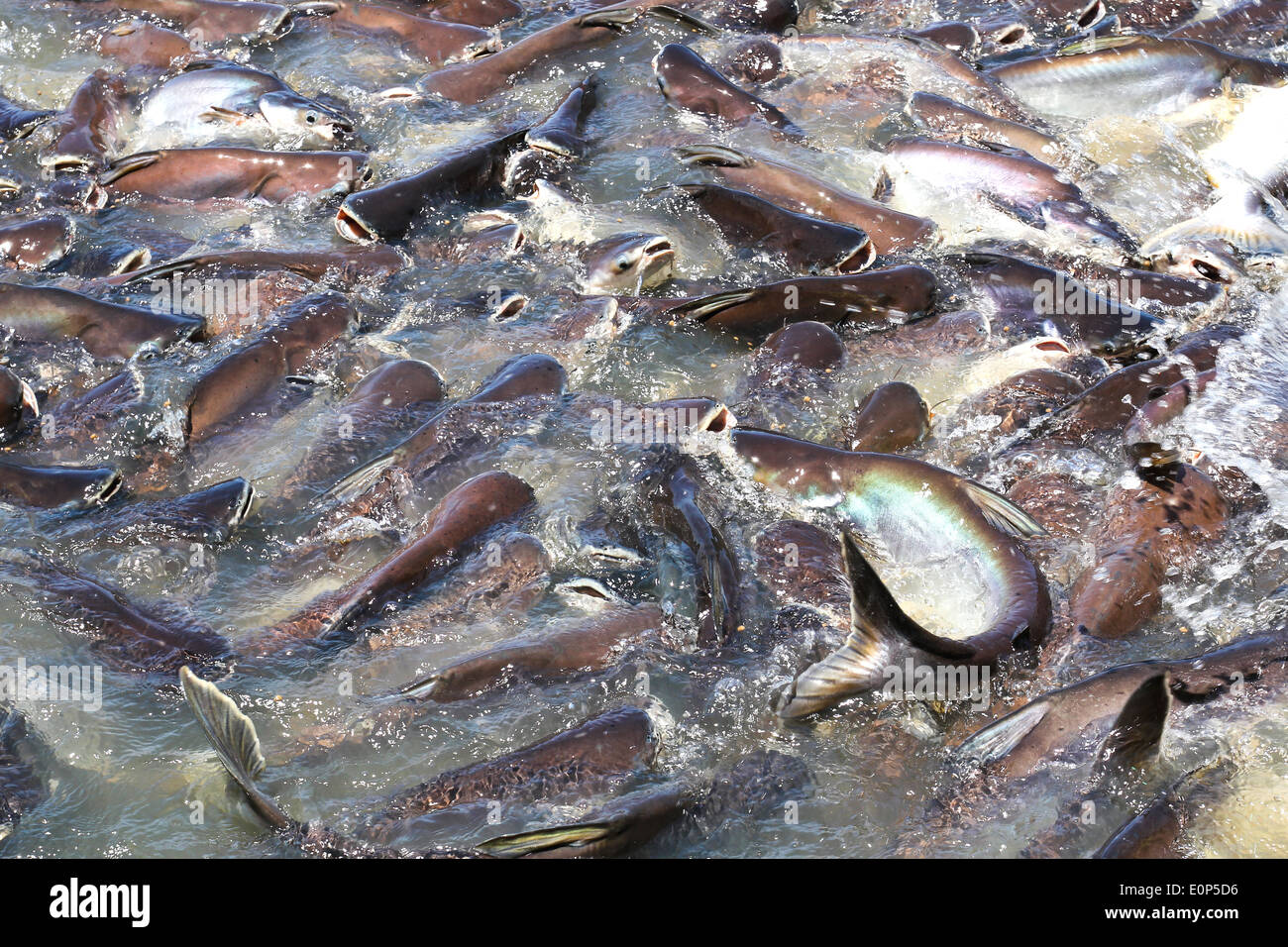 Iridescent shark Fish or Sawai fish in river of Thailand Stock Photo