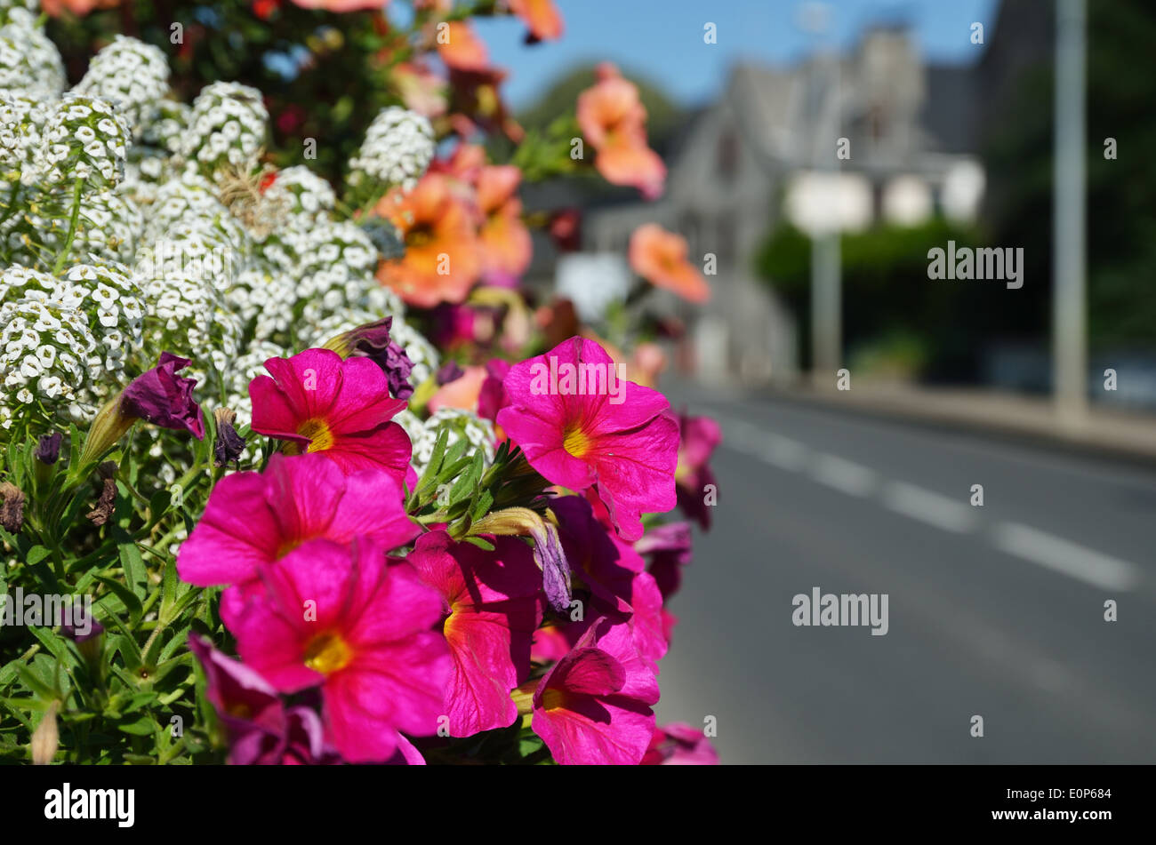 Blooming flowers in world hi-res stock photography and images - Alamy