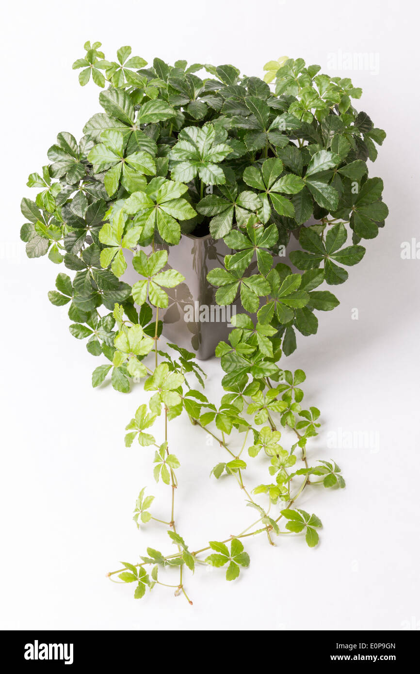 Creeper plant hires stock photography and images Alamy