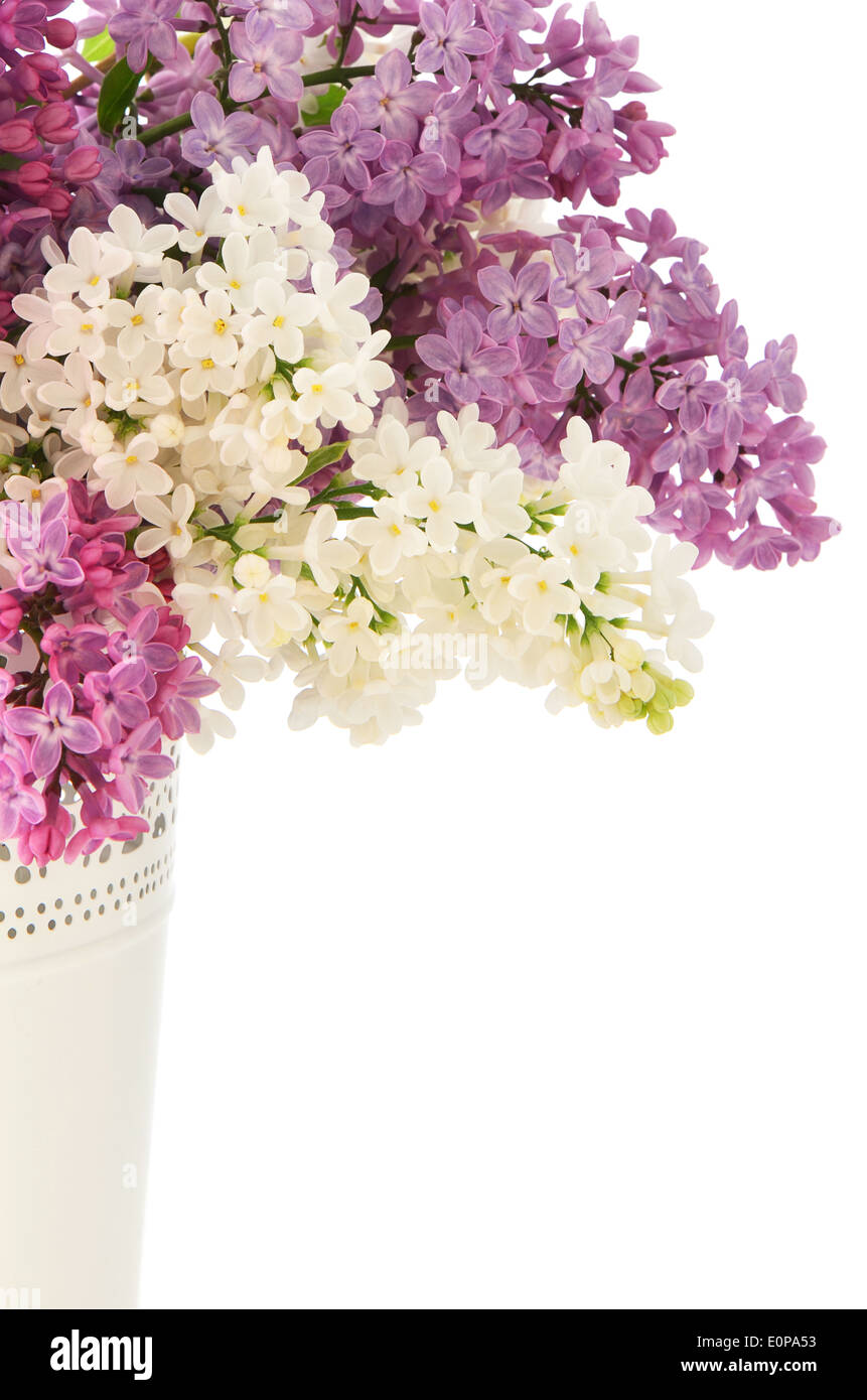 Purple and white lilacs in vertical format isolated on white background with room for text Stock Photo