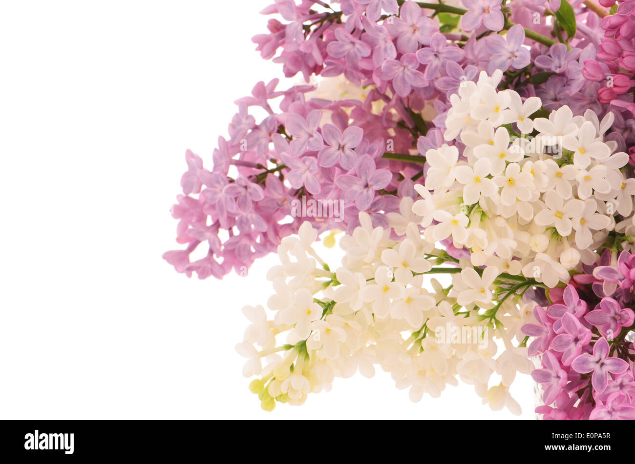 Purple and white lilacs in horizontal format isolated on white background with room for text Stock Photo