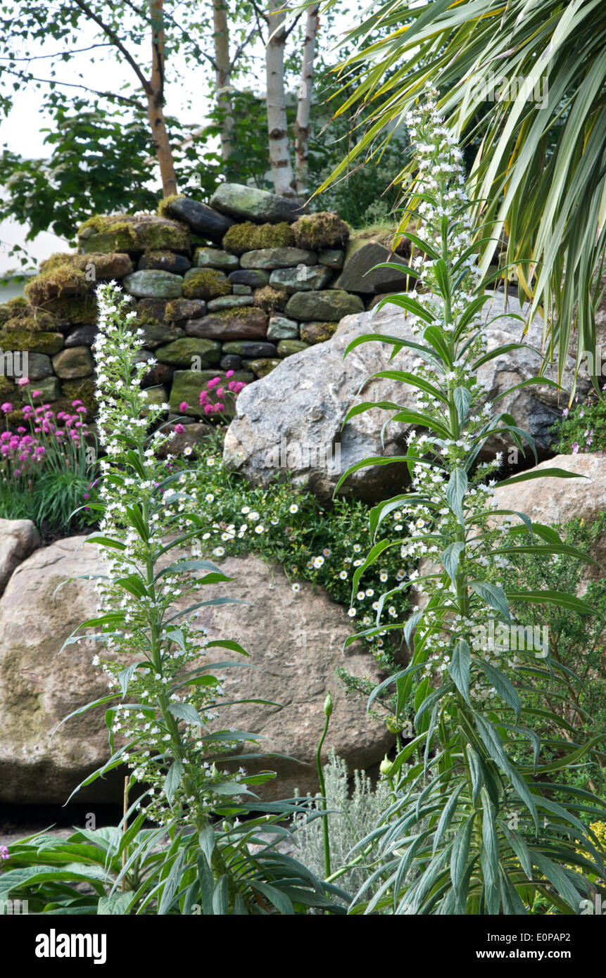 A detail of  Echium in the garden designed by Alan Titchmarsh in collaboration with Kate Gould at RHS Chelsea Flower Show 2014. The garden 'From the Moors to the Sea' celebrates 50 years in the horticultural trade for Mr Titchmarsh and the 50th Anniversary of Britain in Bloom. Stock Photo