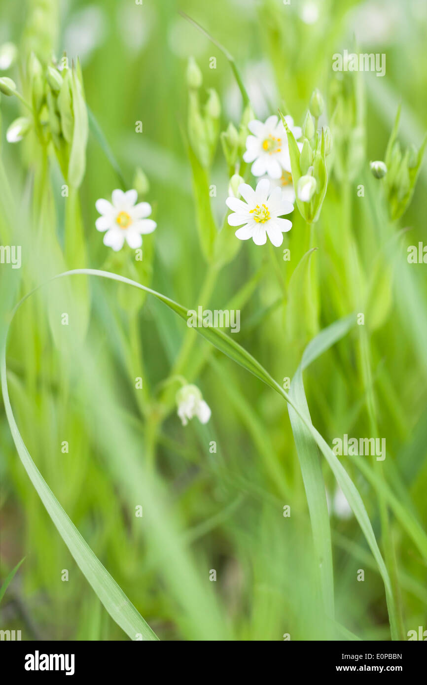 Close up of a small white flower blossom between green grass at spring Stock Photo