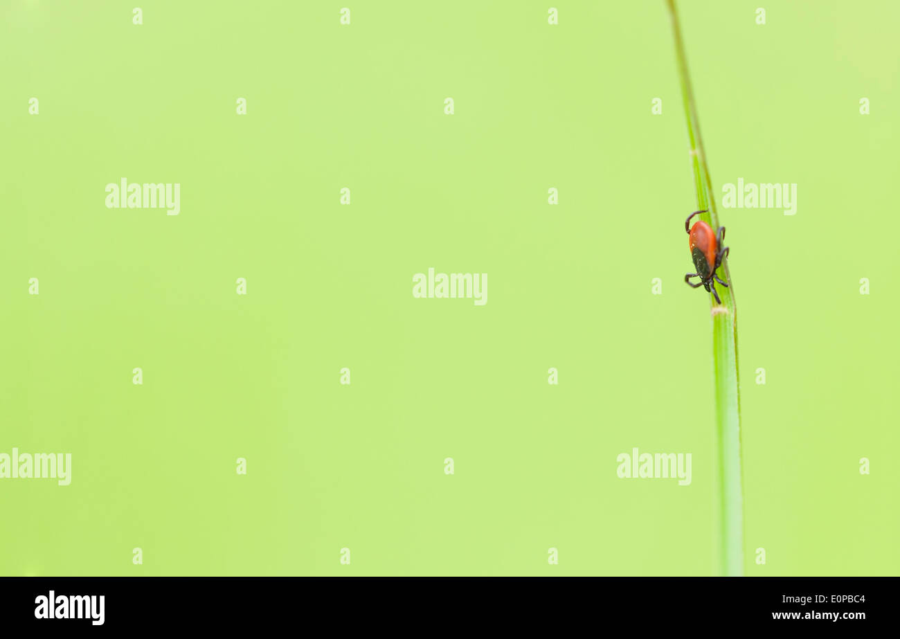 Macro picture of a small red tick insect on a green plant leaf Stock Photo