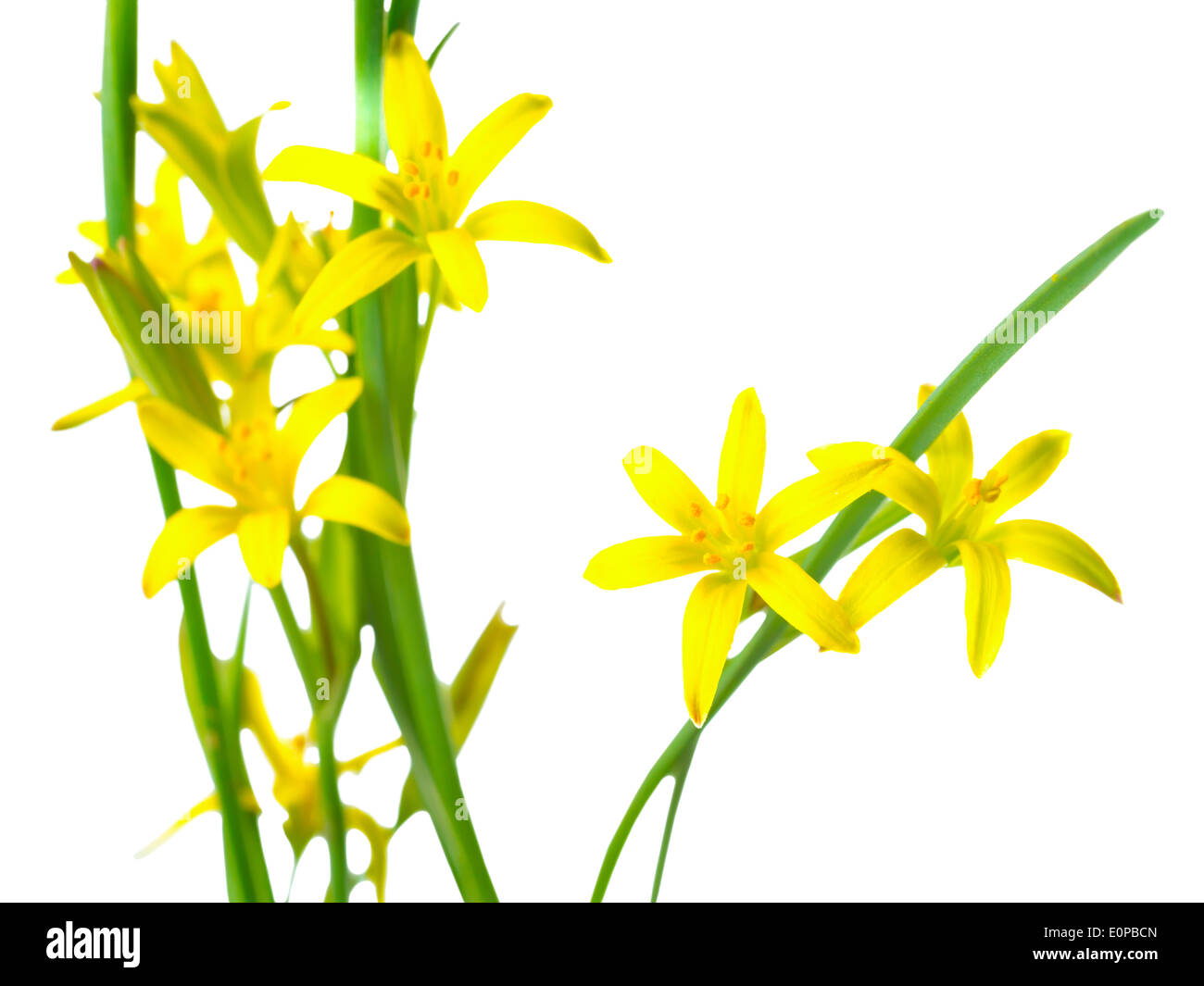 Gagea lutea (Yellow Star of Bethlehem) the first wild spring flower is isolated on white background Stock Photo