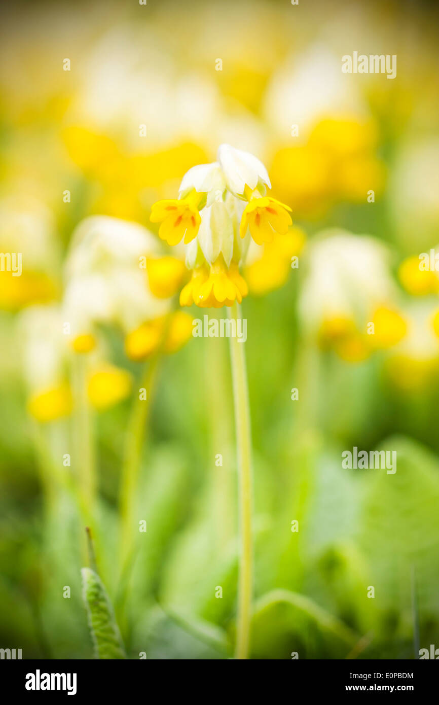 Yellow cowslip or primrose flower at spring Stock Photo