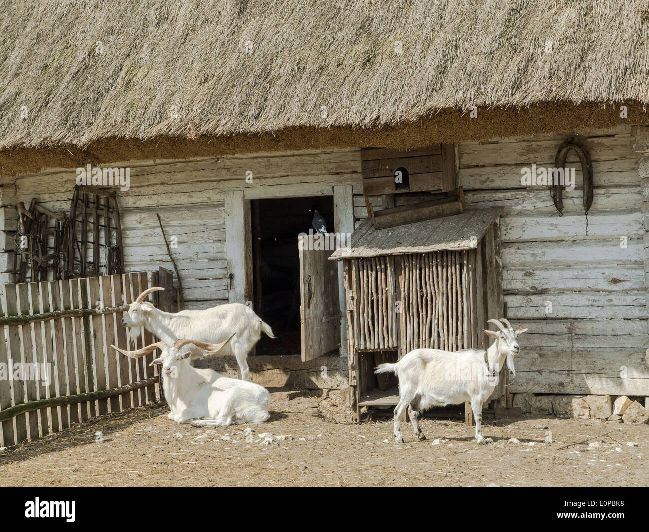 Typical old style Polish farmstead with thatched barn and three goats Stock Photo