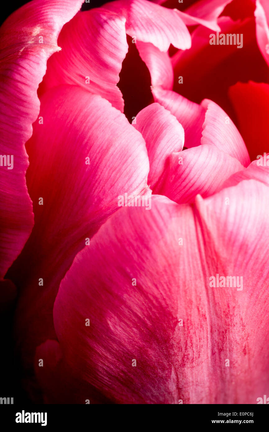 Pink Tulip Flower Stock Photo