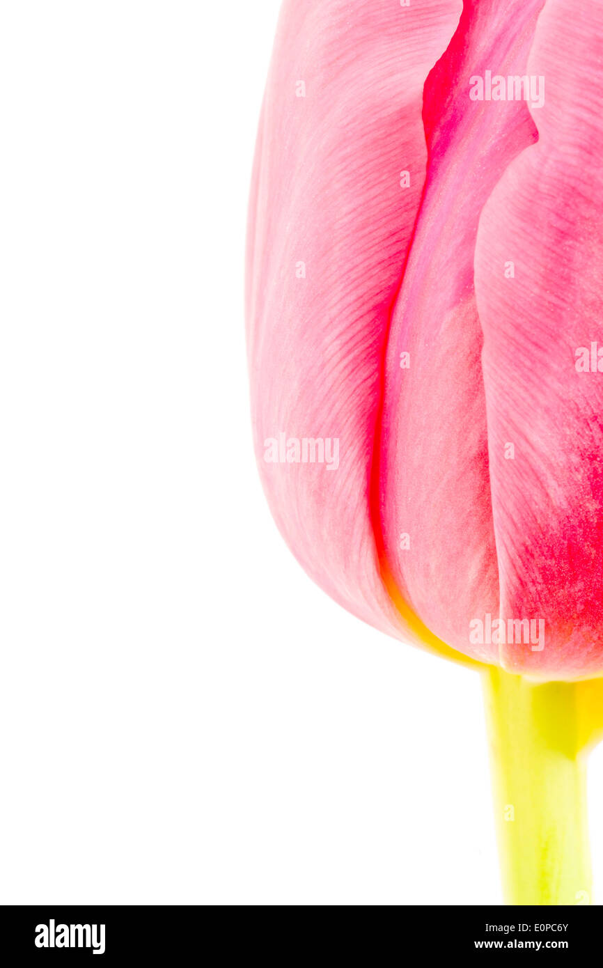 Pink Tulip Flower Stock Photo