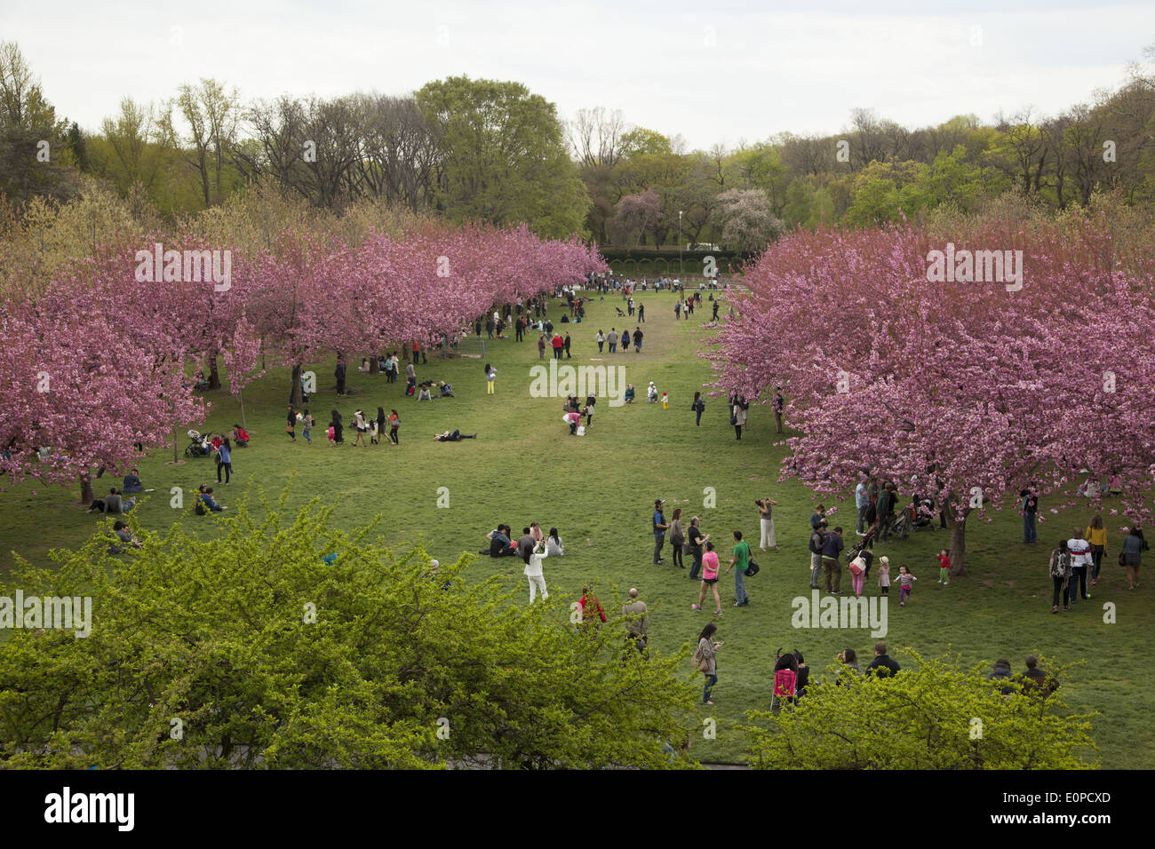 People Enjoy The Beautiful Spring Colors At The Brooklyn Botanic