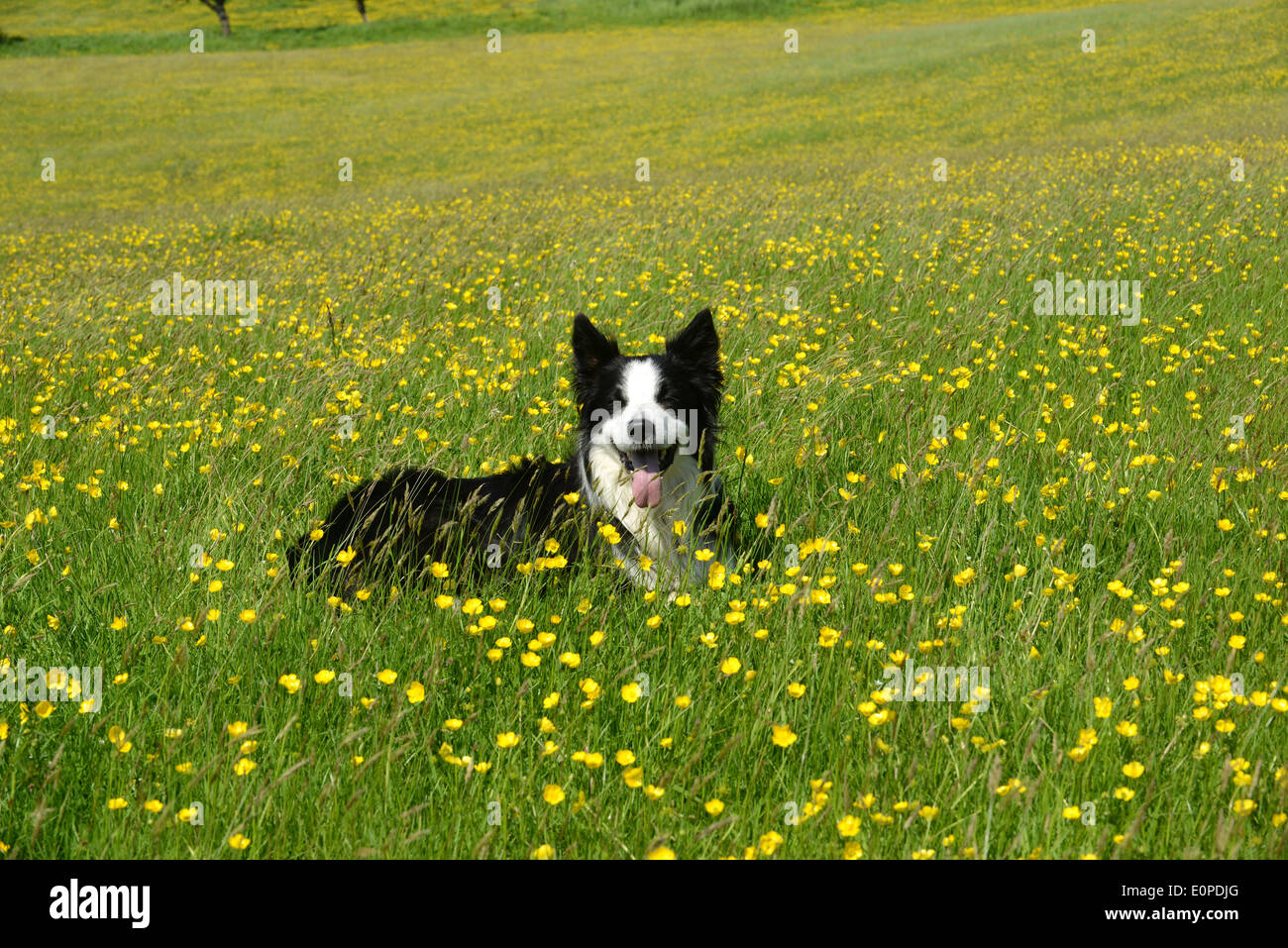Buttercup meadow with border collie dog in Buttercups Uk Stock Photo
