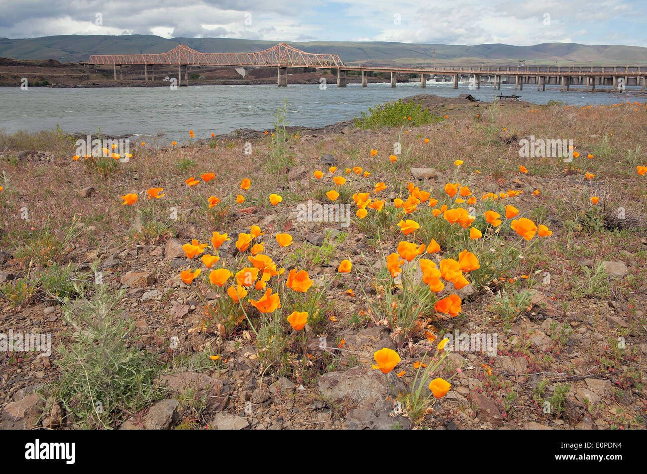 California Orange Poppy Flowers in Bloom During Springtime by The ...