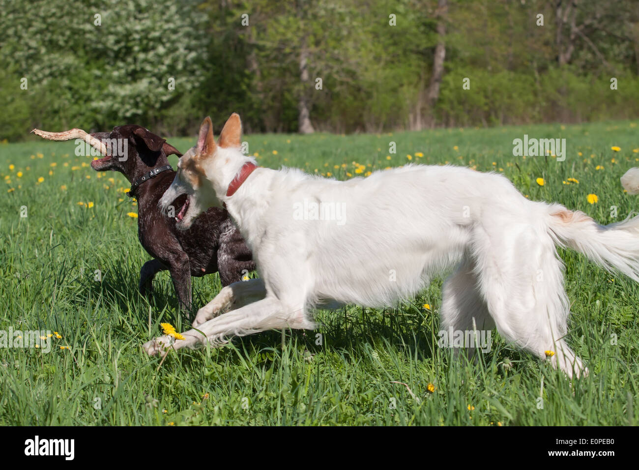 short haired borzoi