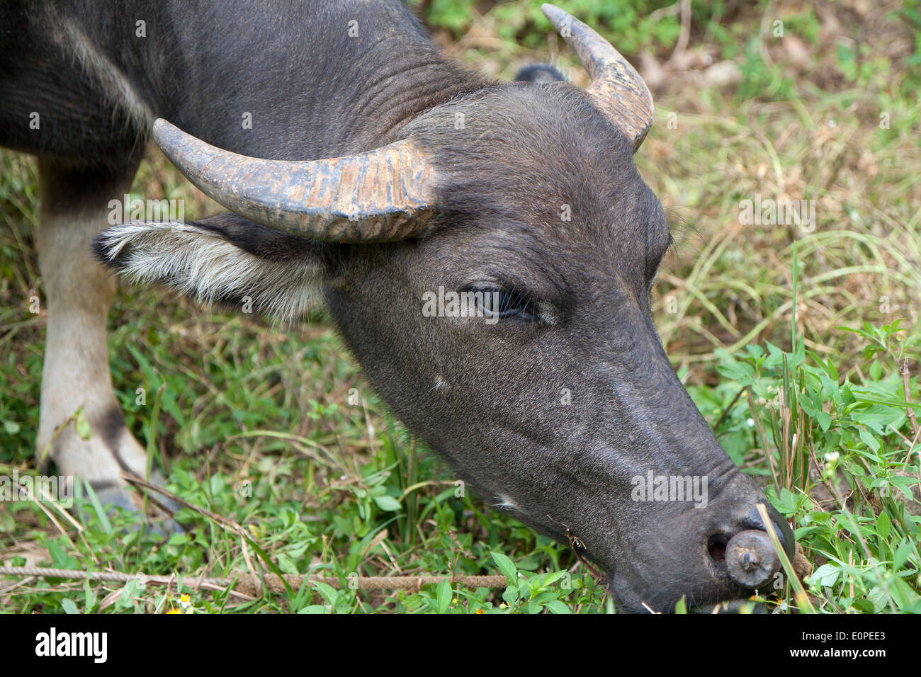 Water buffalo eat hi-res stock photography and images - Alamy