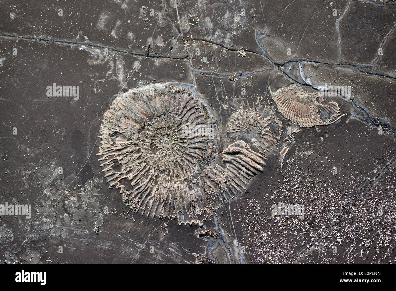 Close up of an Ammonite Fossil in the rock at Kimmeridge Bay, Dorset