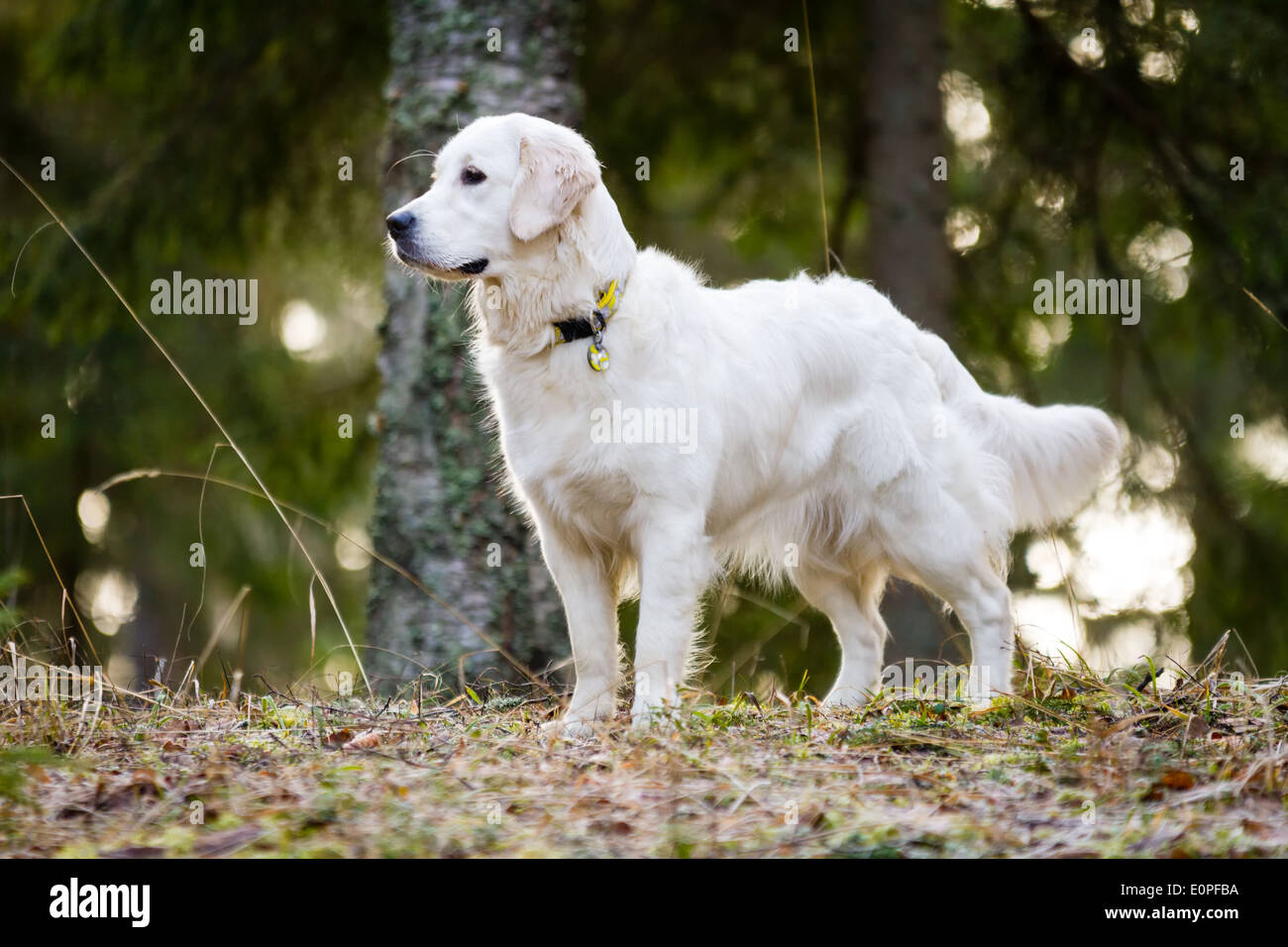 Standing golden retriever hi res stock photography and images Alamy
