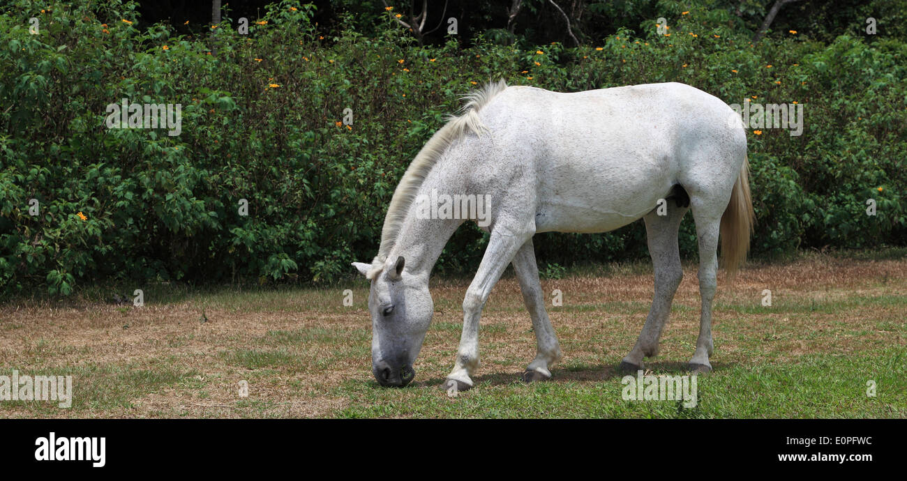 At Rincón de la Vieja National Park, Costa Rica, a white horse grazes in a field. Stock Photo