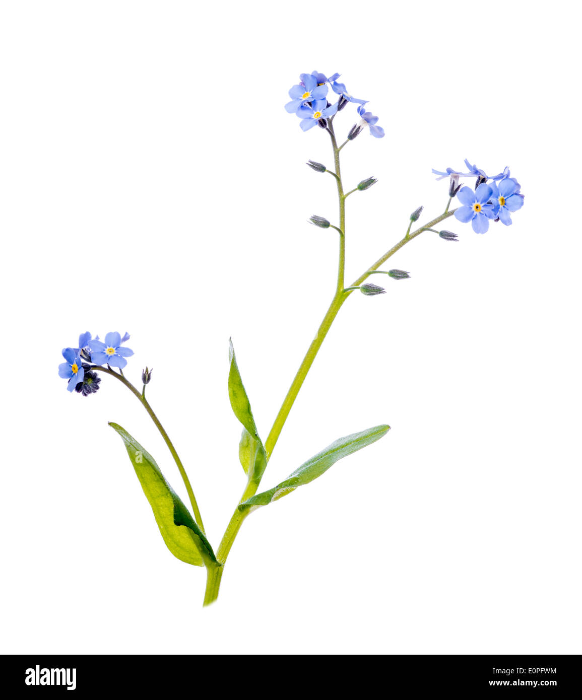 Forget me not, against a white background. Stock Photo