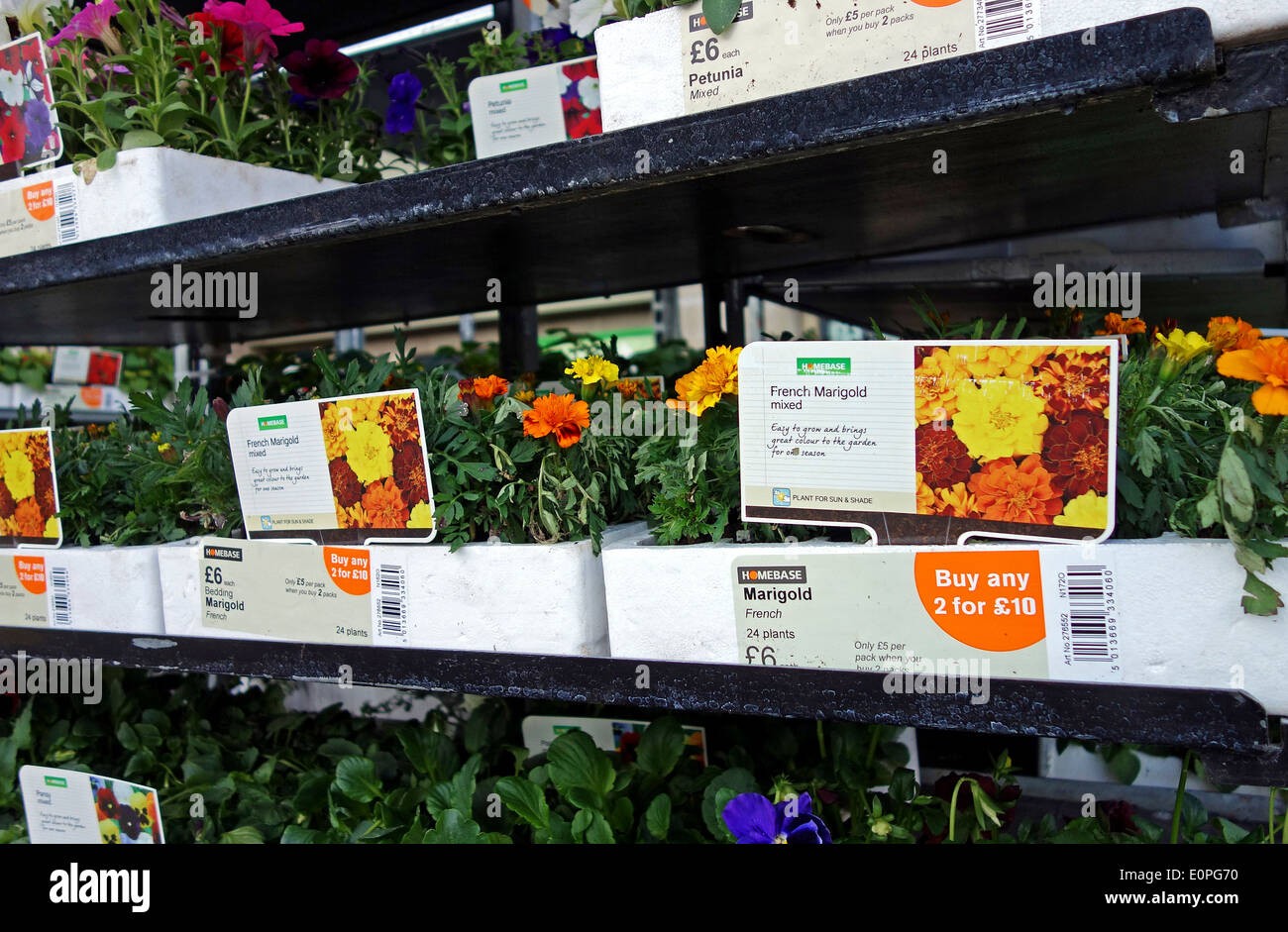 bedding plants on sale in a garden centre Stock Photo Alamy