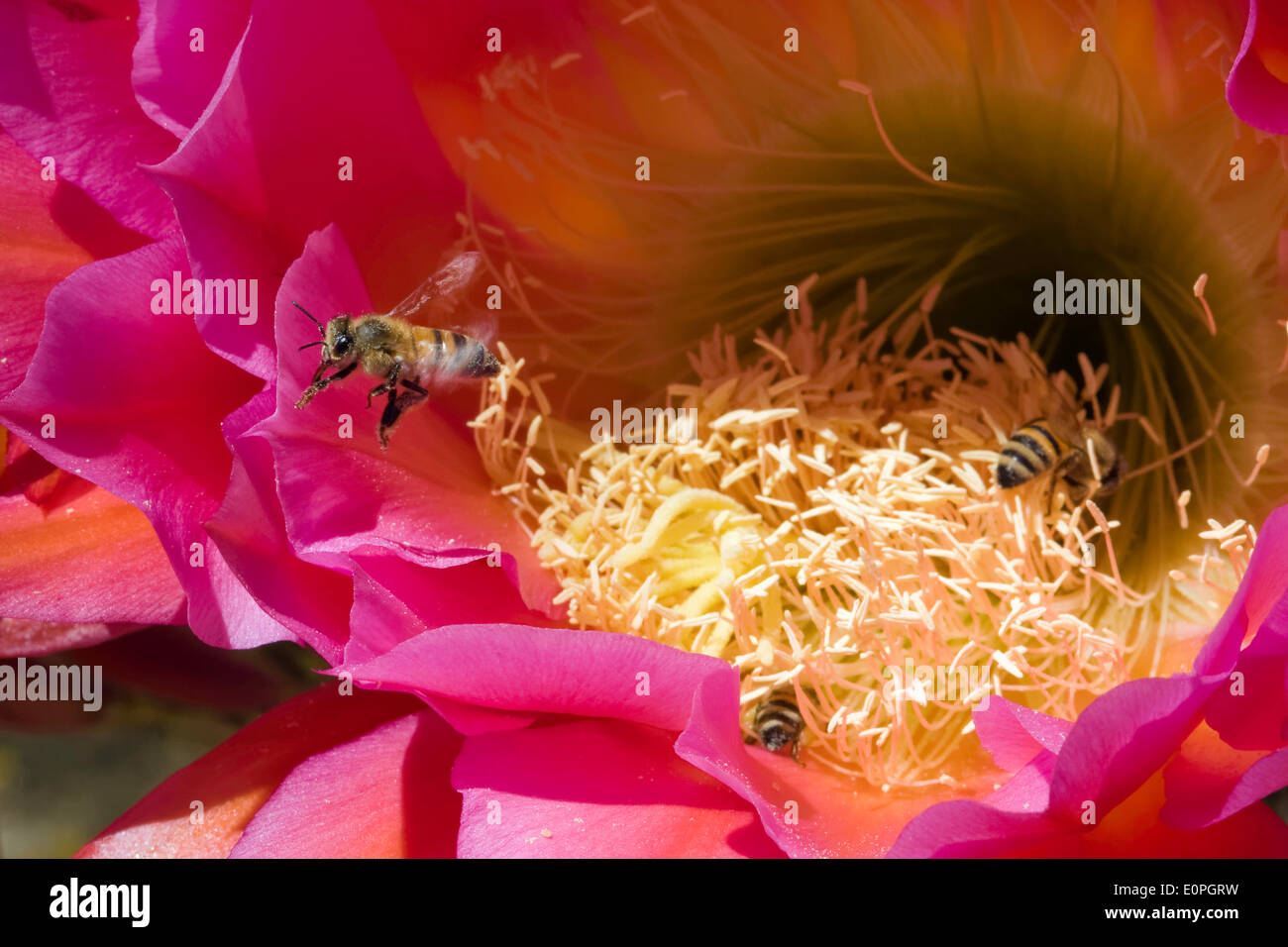 Honeybees Pollinating a Trichocereus Cactus Flower Stock Photo
