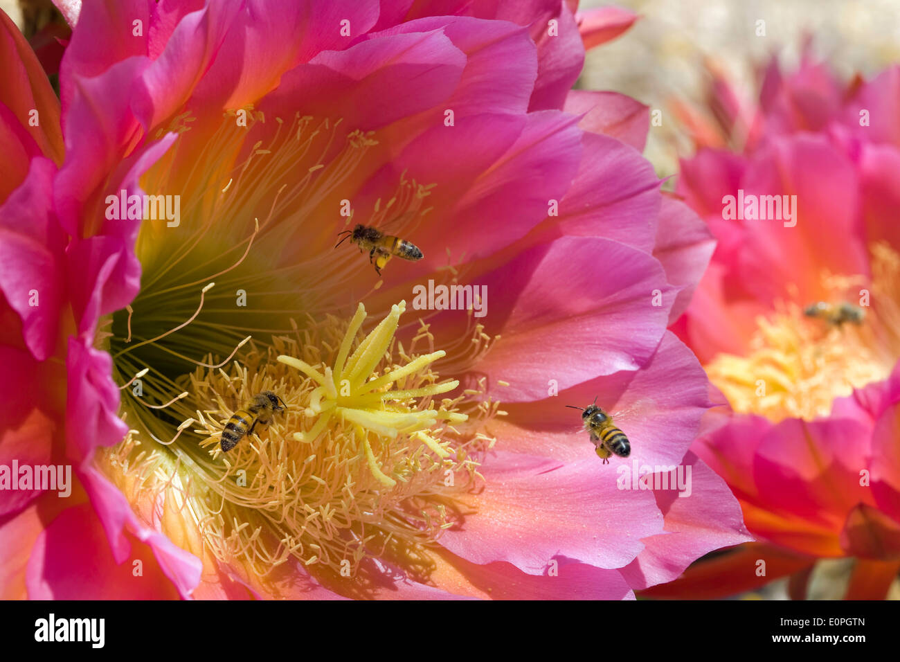Honeybees Pollinate a Flower Stock Photo