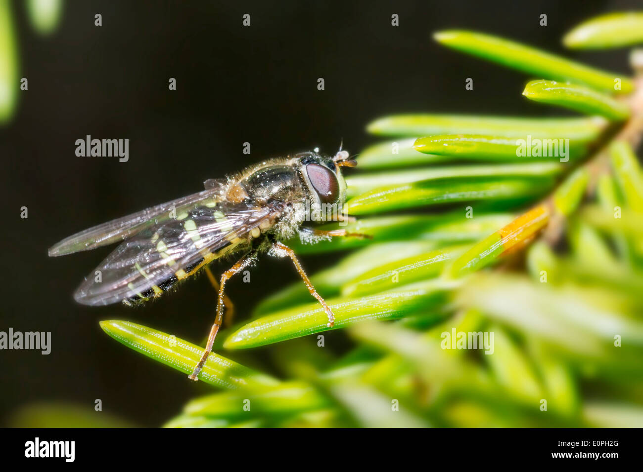 The hoverfly Stock Photo