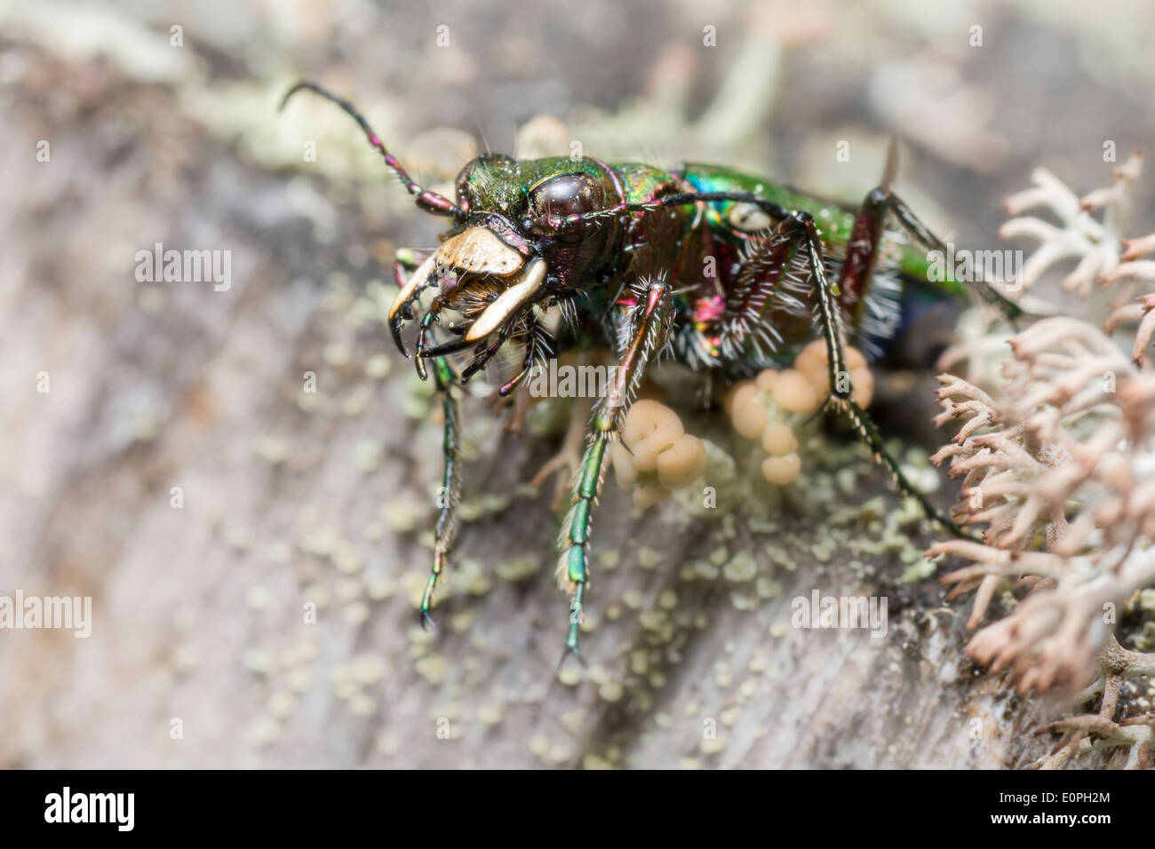 The green tiger beetle (Cicindela campestris) Stock Photo