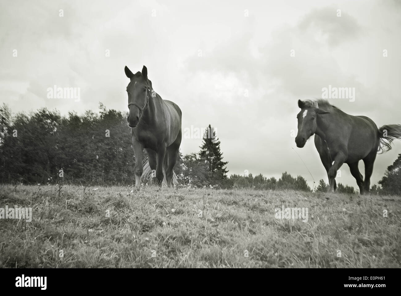 two horses, Black-and-white photos, Finland Stock Photo