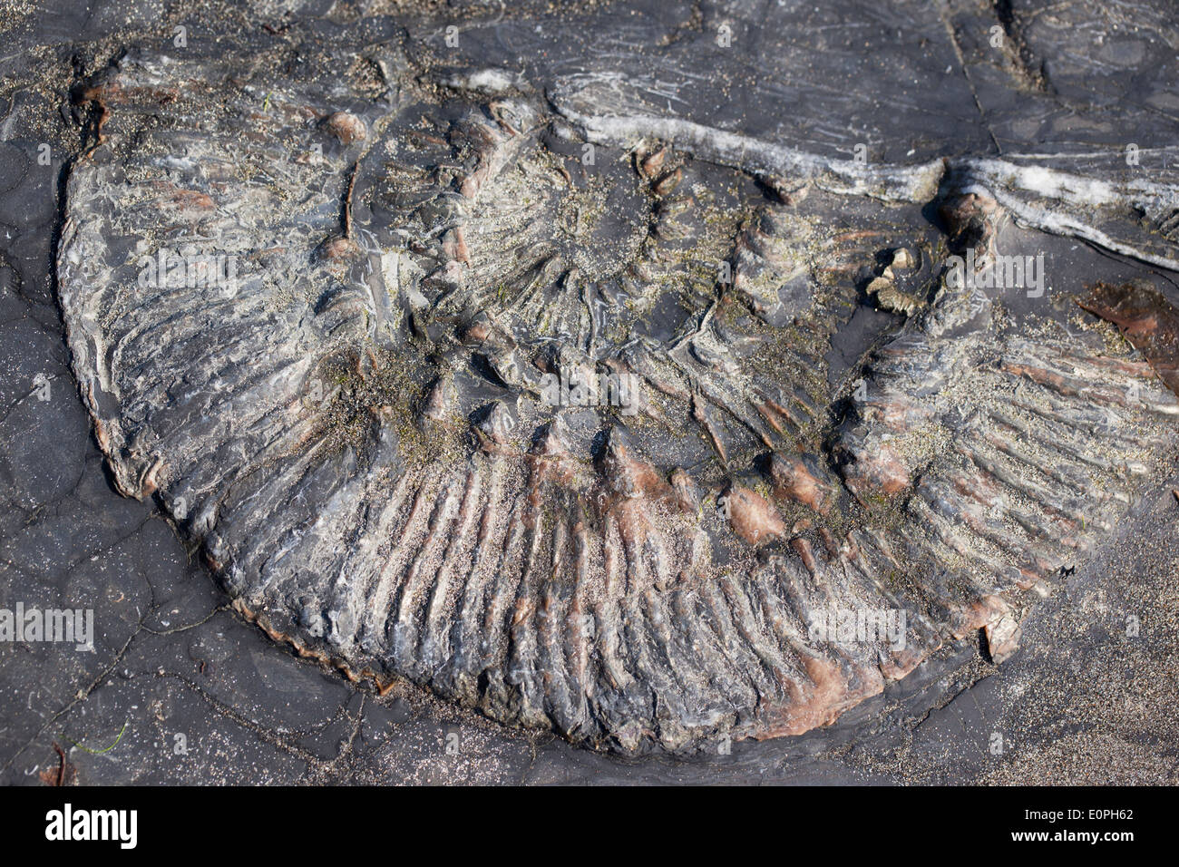Close up of an Ammonite Fossil in the rock at Kimmeridge Bay, Dorset, England, UK Stock Photo