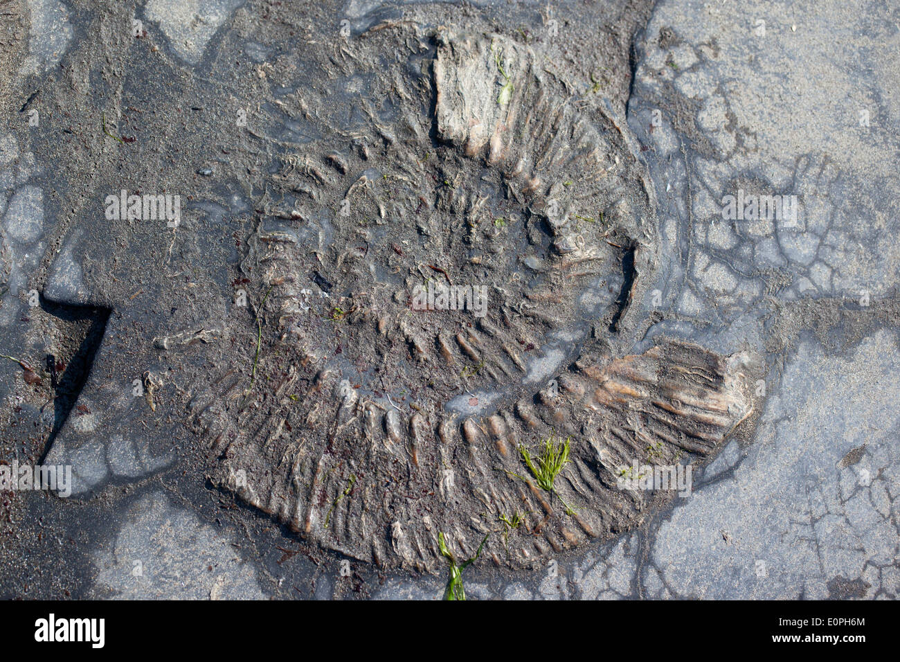 Close up of an Ammonite Fossil in the rock at Kimmeridge Bay, Dorset, England, UK Stock Photo