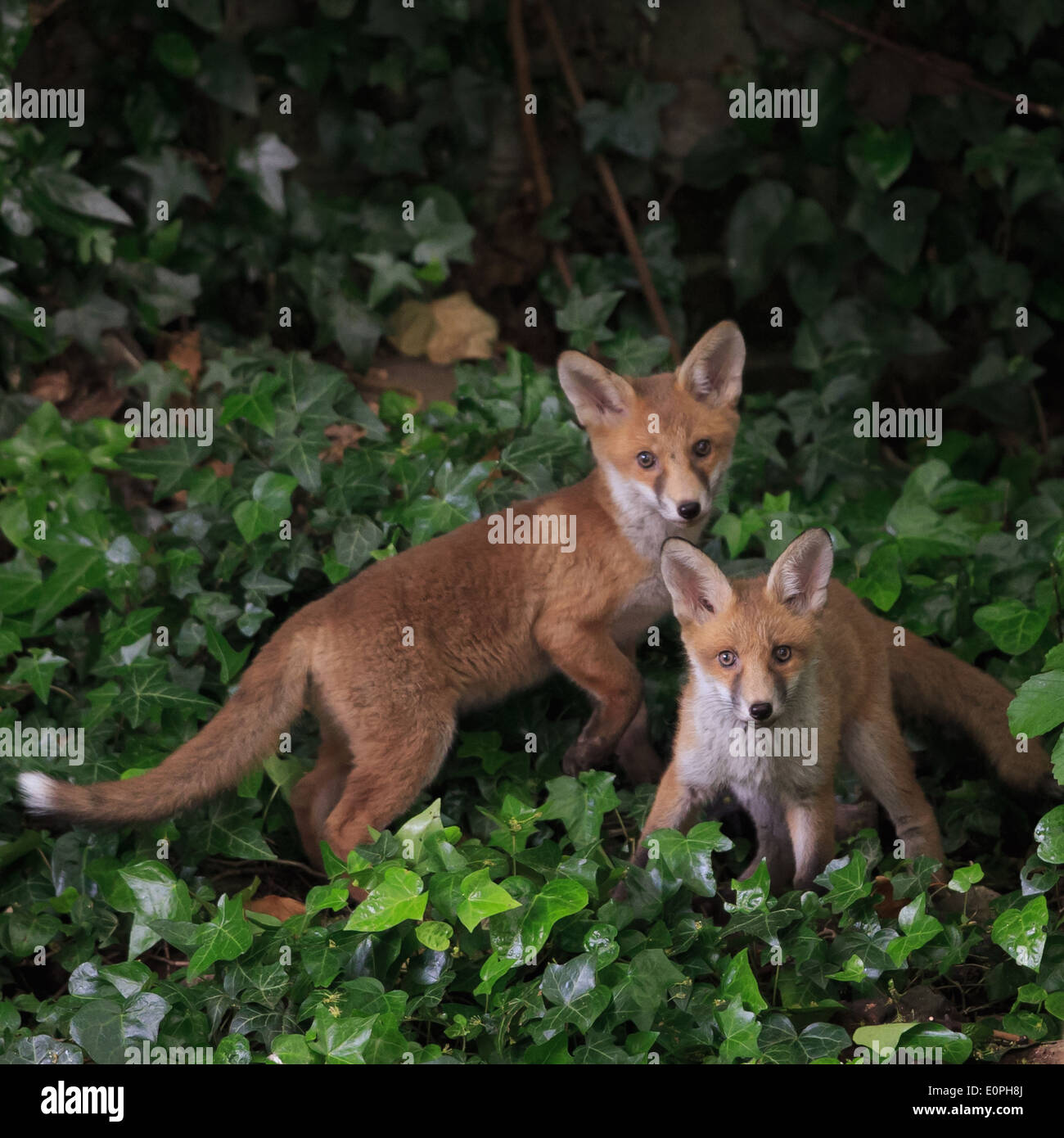 Fox cub duo Stock Photo
