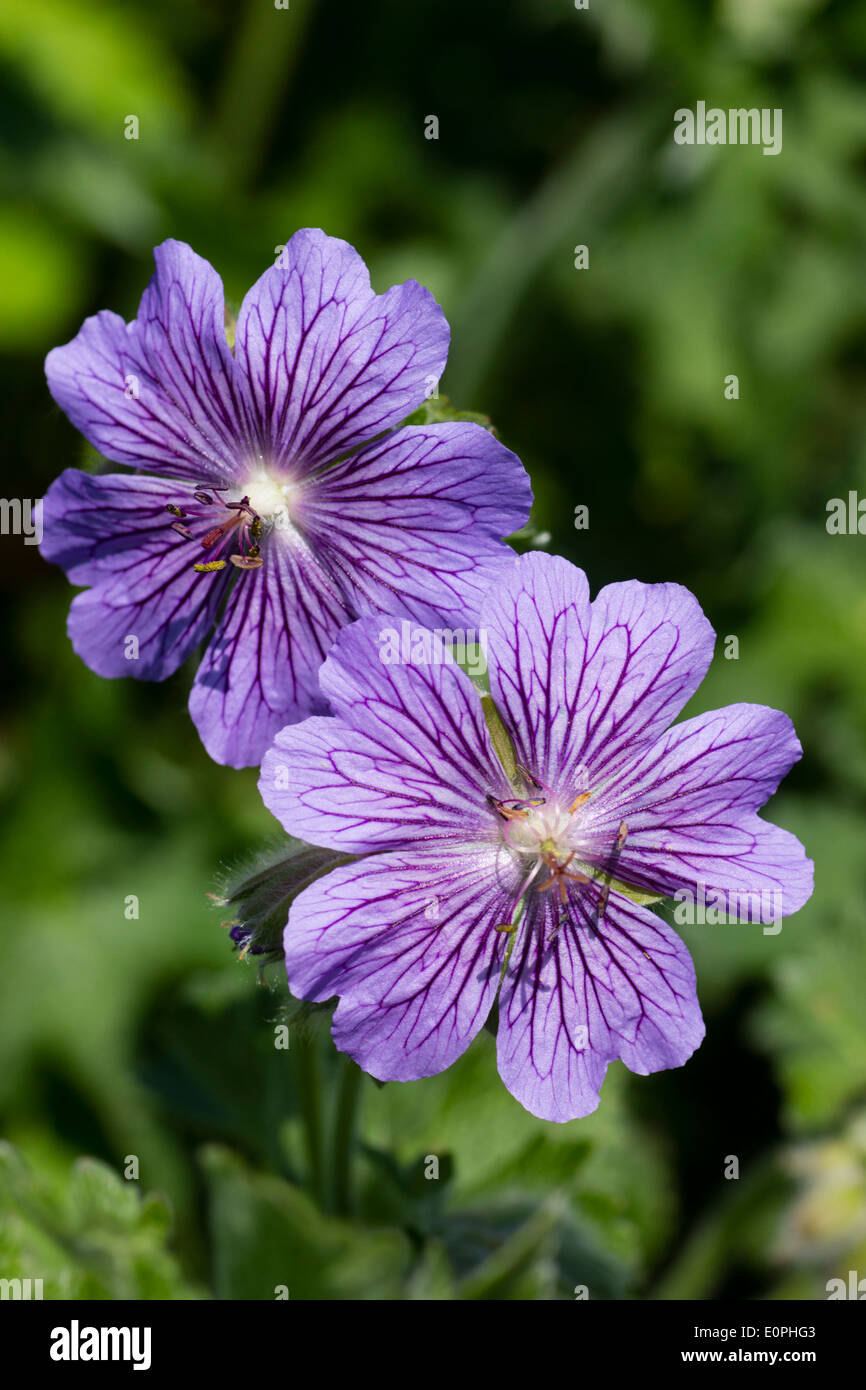 Flowers of the hardy Geranium renardii hybrid ' Skapa Flow' Stock Photo