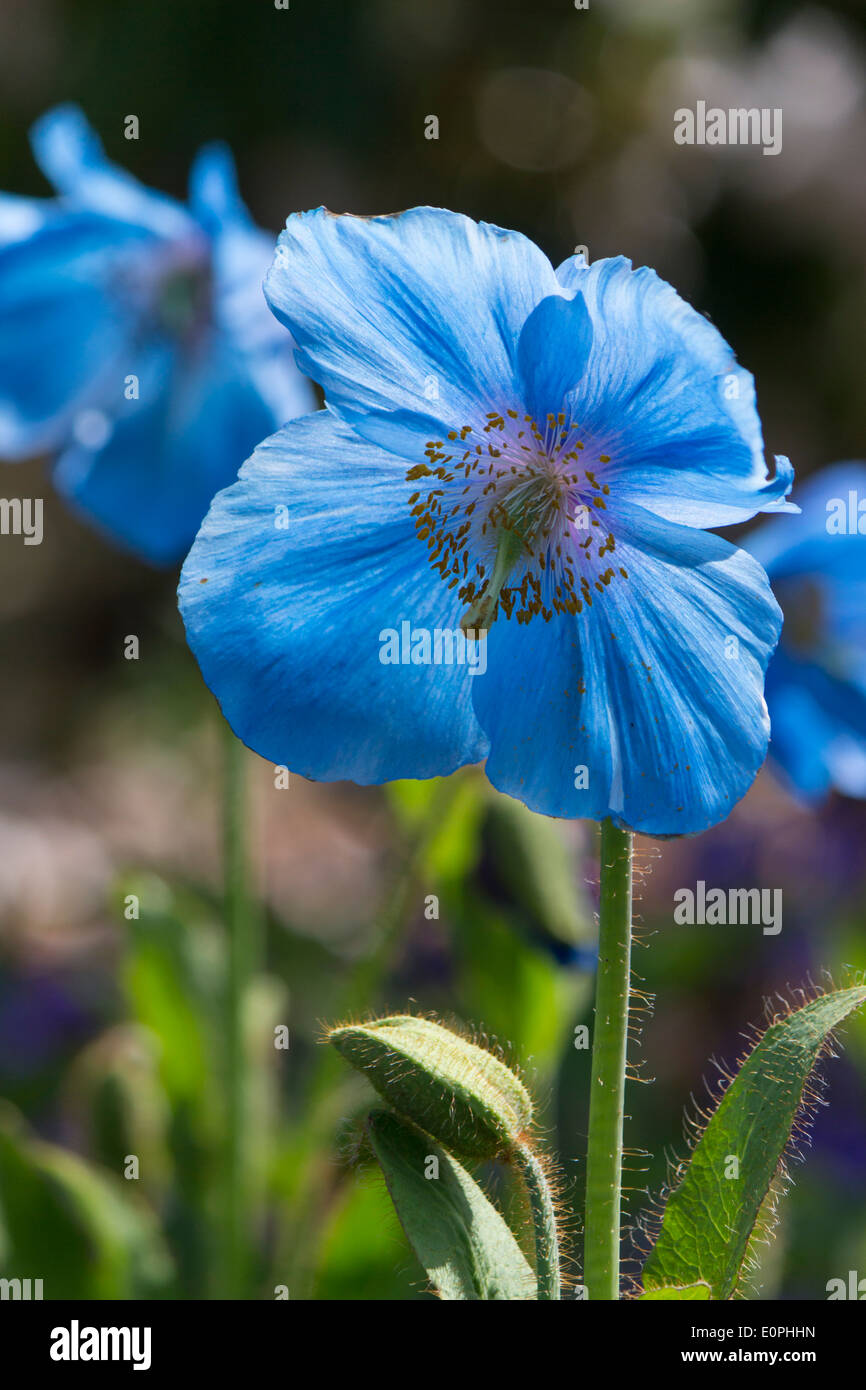 Single backlit flower of the Himalayan poppy fertile blue group Meconopsis 'Lingholm' Stock Photo
