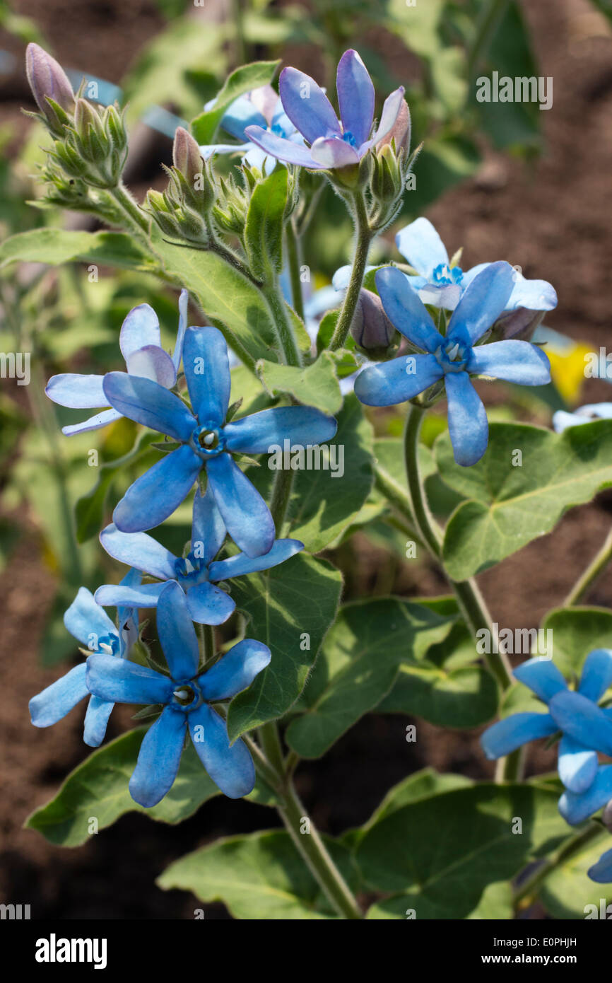 Blue flowers of the tender evergreen Oxypetalum coeruleum Stock Photo