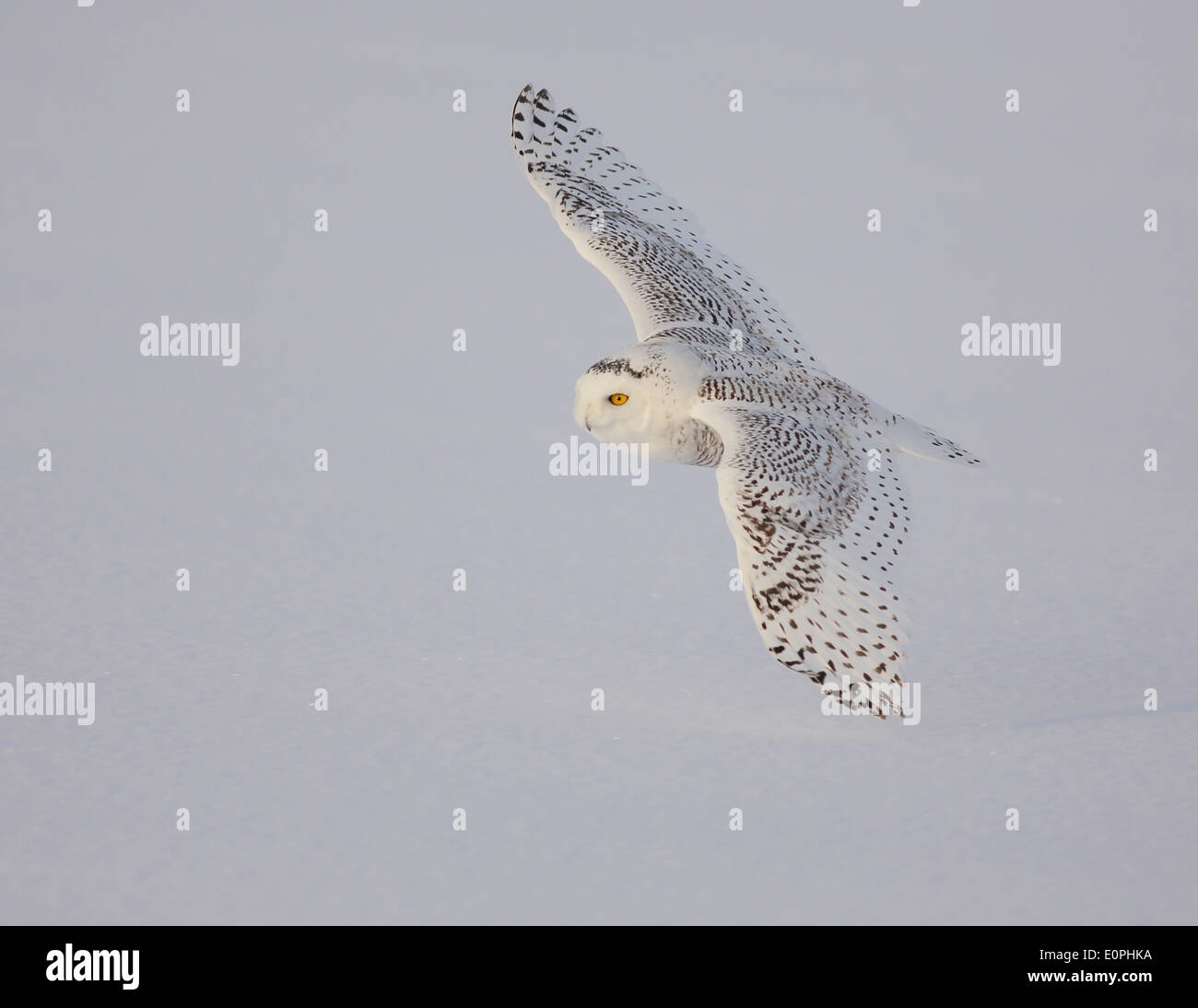 snowy owl flying Stock Photo - Alamy