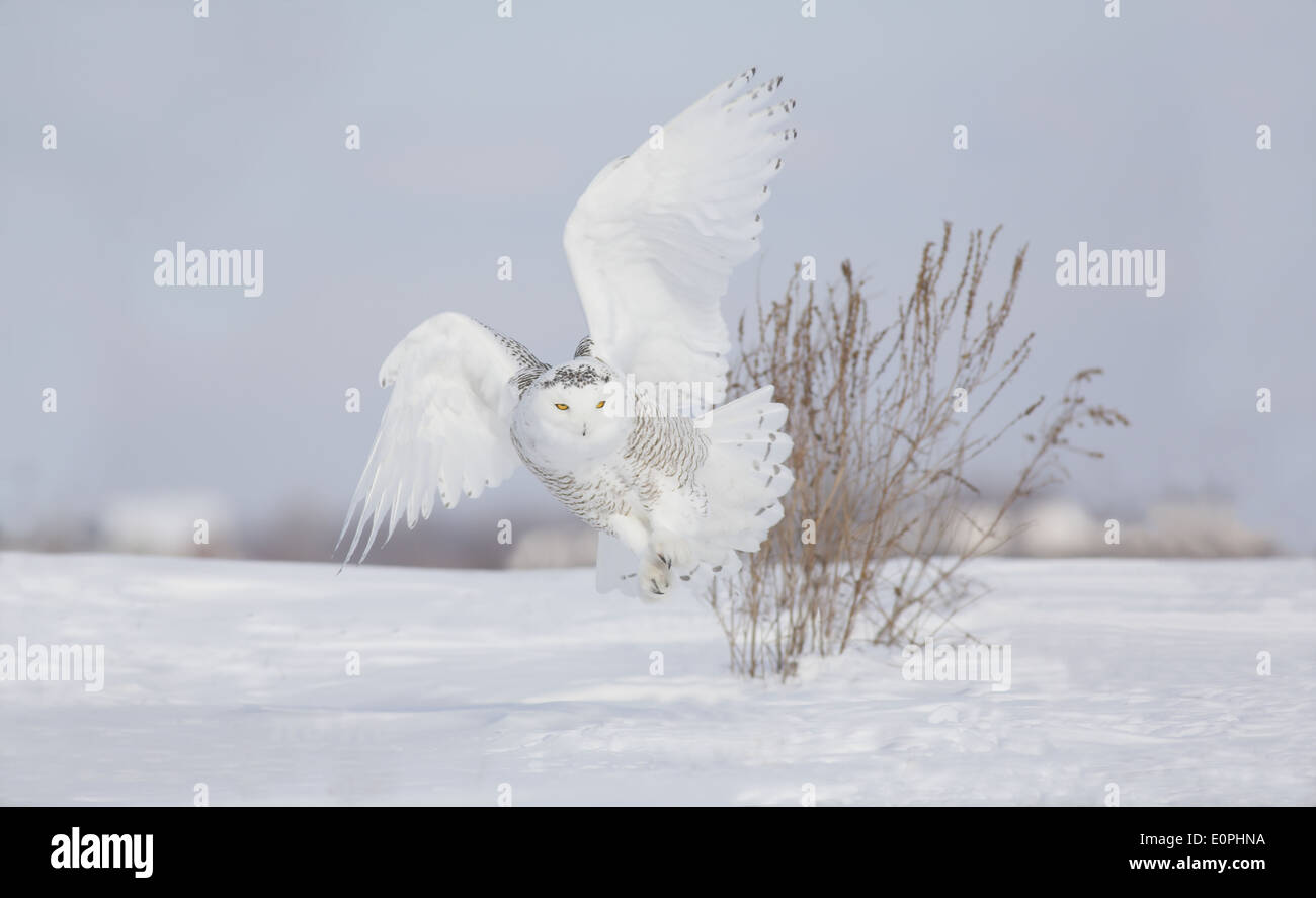 Snowy owl hunting Stock Photo