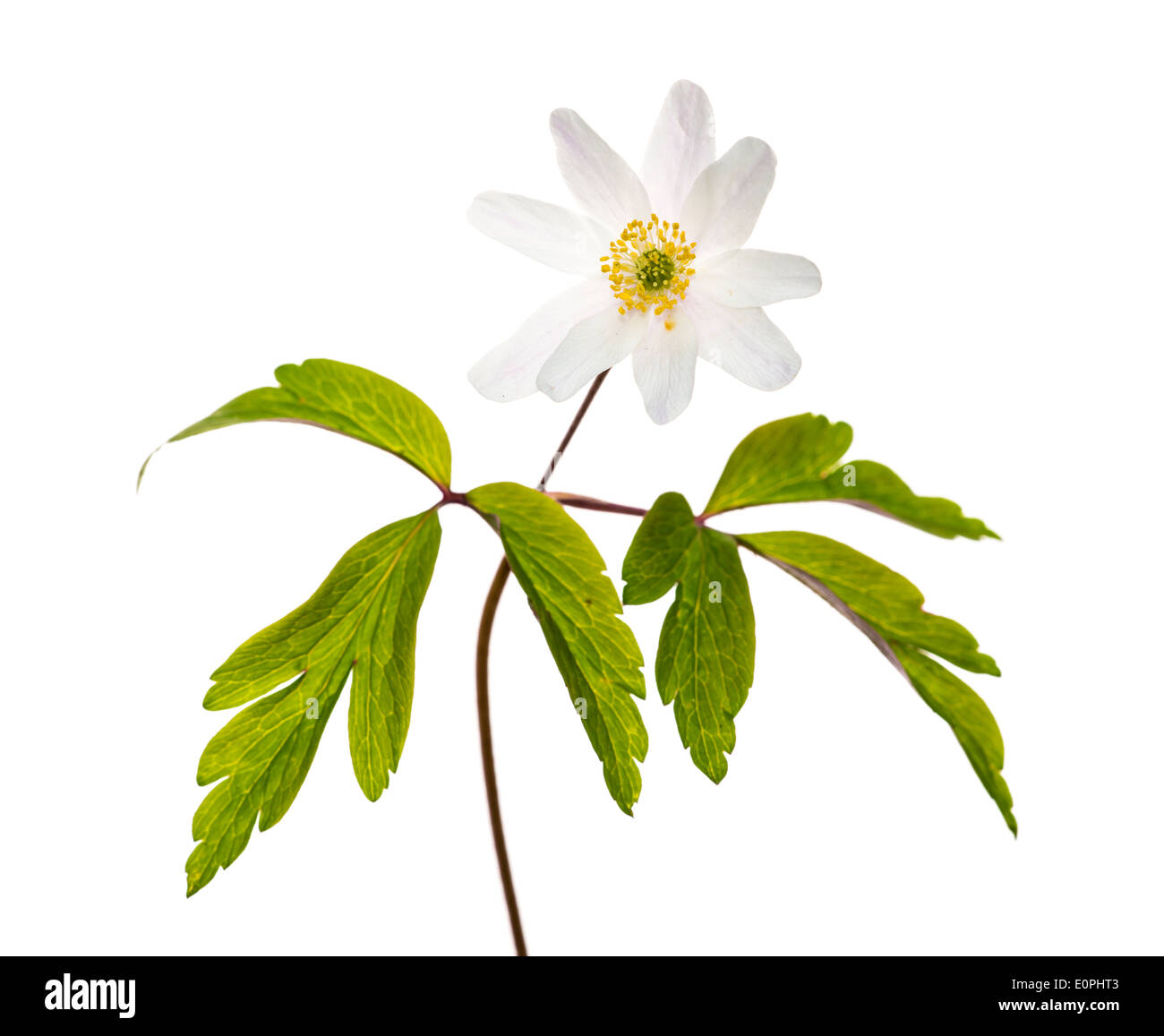 Wood Anemone against a white background Stock Photo Alamy