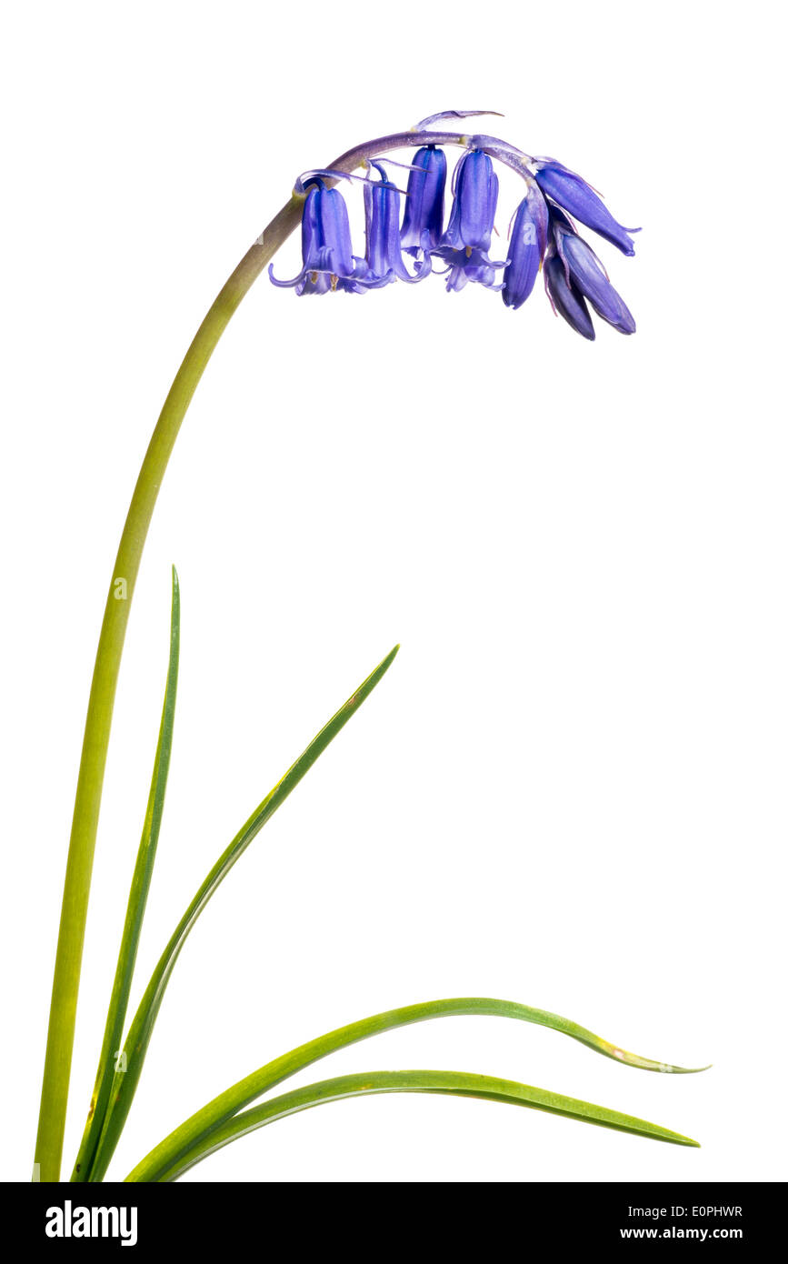 Bluebell against a white background Stock Photo