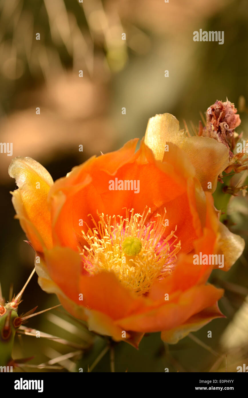 Prickly pear cactus bloom at the ArizonaSonora Desert Museum, Tucson