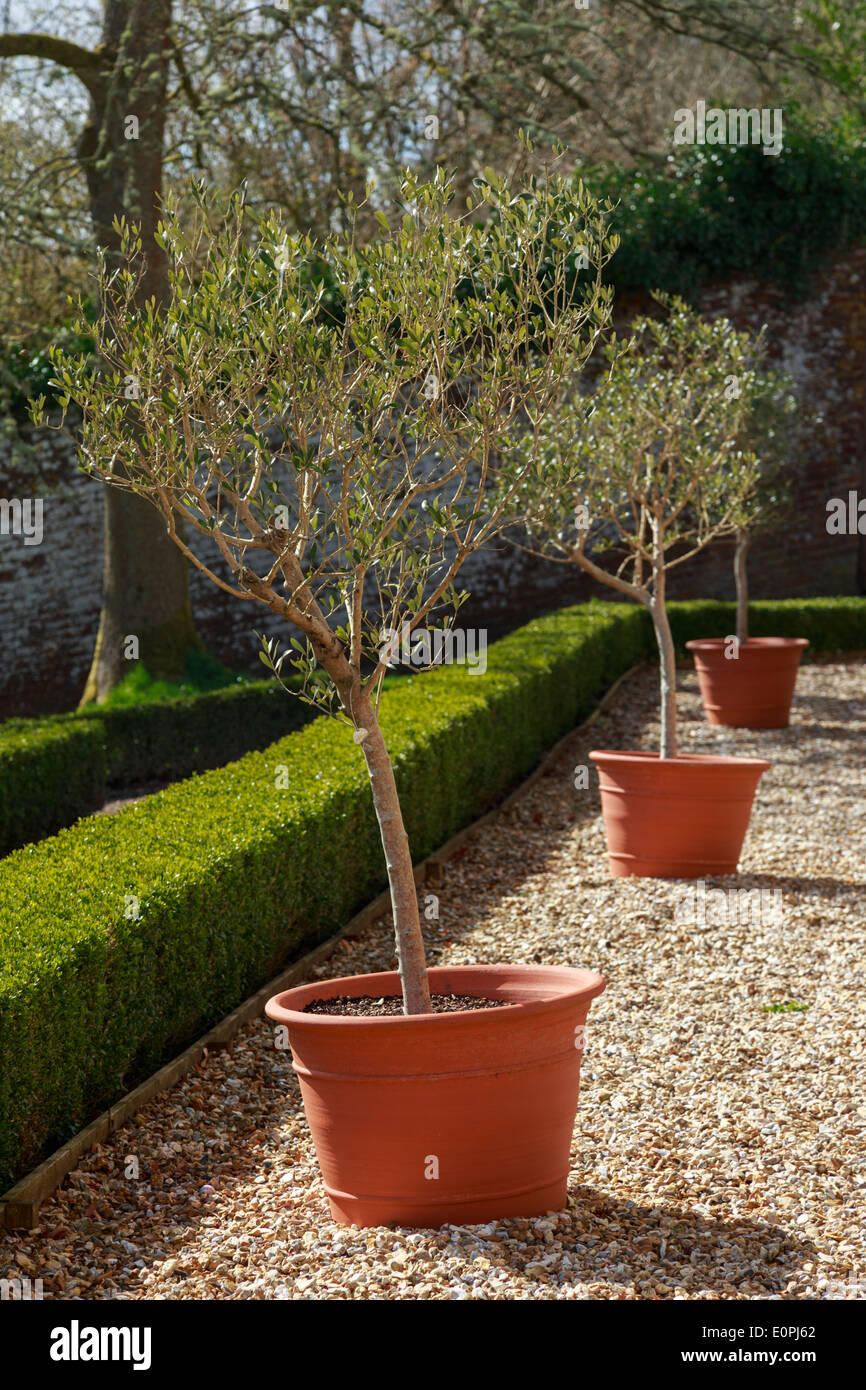 Potted plants stood on gravel in a garden Stock Photo - Alamy