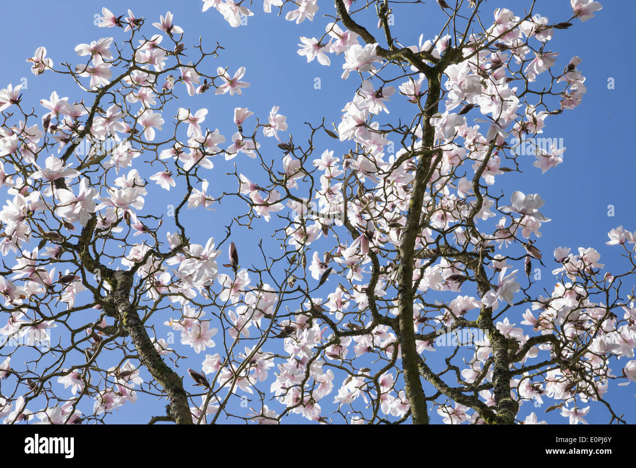 Magnolia tree in blossom with blue sky Stock Photo - Alamy