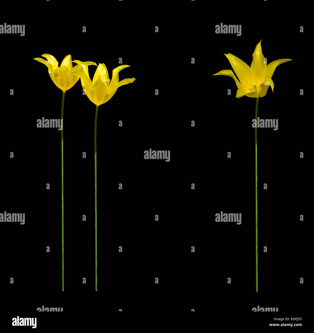 Yellow tulips with long tall stems in sunshine, isolated on black, for decor, margin, backdrop or background. Stock Photo