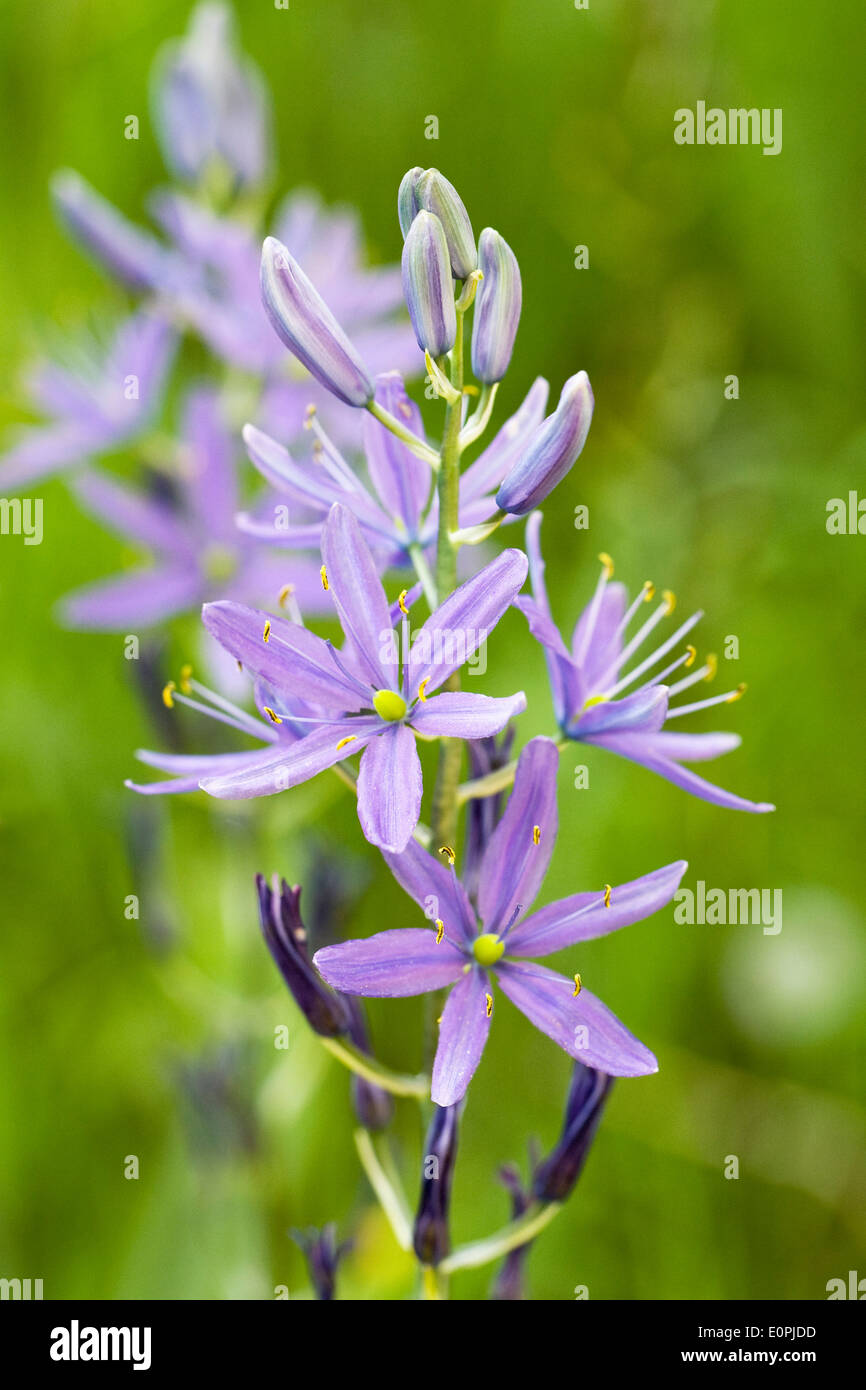 Camassia flower in Spring. Stock Photo