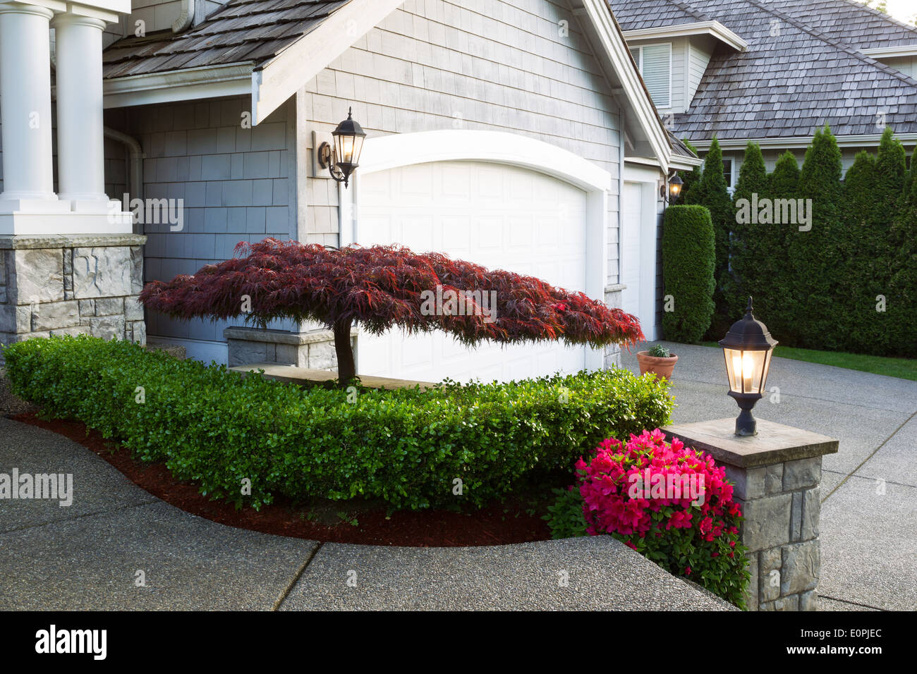 Horizontal photo of blooming Japanese maple tree in front of home exterior during late spring season evening Stock Photo