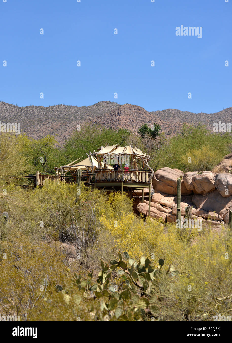 Sonoran desert museum hires stock photography and images Alamy